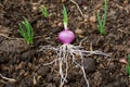 Spring onions growing in the soil Royalty Free Stock Photo