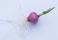 Spring onions growing in the soil on white Royalty Free Stock Photo