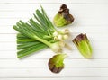 Spring onions and lettuce Royalty Free Stock Photo