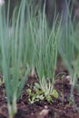 Spring onions plants in greenhouse. Royalty Free Stock Photo