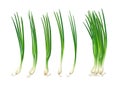 Spring onions realistic fresh, isolated on white background, Eps 10