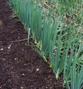 Spring Onions growing on an allotment