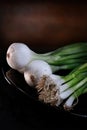 Spring Onions - Scallions