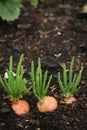 Spring Onions in Soil