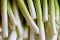 Spring onions texture background