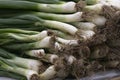 Spring onions from vegetable garden Royalty Free Stock Photo