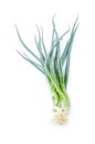 Spring onions on white background Royalty Free Stock Photo