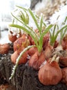 spring onions in winter