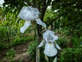 orange dwarf iris Royalty Free Stock Photo