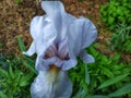 orange dwarf iris begin Royalty Free Stock Photo