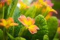 Spring orange flower primrose closeup.