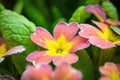 Spring orange flower primrose closeup