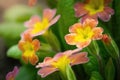 Spring orange flower primrose closeup