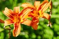 Spring orange lily on the blurred green background Royalty Free Stock Photo