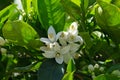 Blooming orange tree (lat.- Citrus sinensis) with fragrant white flowers Royalty Free Stock Photo