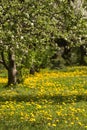 Spring orchard Royalty Free Stock Photo