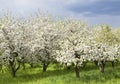 Spring orchard Royalty Free Stock Photo