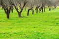 Spring orchard alley in warm sunny day Royalty Free Stock Photo