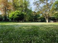 Spring in the orchard - blossom trees. White flowers - trees in bloom - springtime Royalty Free Stock Photo