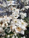 Spring in the orchard - blossom trees. White flowers - trees in bloom - springtime Royalty Free Stock Photo