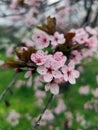 Spring in the orchard - blossom trees. Pink flowers - trees in bloom - springtime Royalty Free Stock Photo