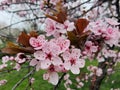 Spring in the orchard - blossom trees. Pink flowers - trees in bloom - springtime Royalty Free Stock Photo