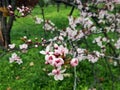 Spring in the orchard - blossom trees. Pink flowers - trees in bloom - springtime Royalty Free Stock Photo