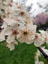 Spring in the orchard - blossom trees. White flowers - trees in bloom - springtime Royalty Free Stock Photo