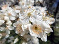 Spring in the orchard - blossom trees. White flowers - trees in bloom - springtime Royalty Free Stock Photo