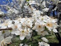 Spring in the orchard - blossom trees. White flowers - trees in bloom - springtime Royalty Free Stock Photo