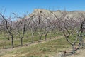 Spring Orchard Near Palisade, Colorado