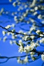 Spring orchard tree Royalty Free Stock Photo