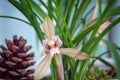Spring orchid Royalty Free Stock Photo