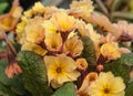 Spring ornamental blooming flowers Primel Peach Melba. Primrose. Close-up