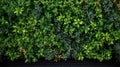 spring overhead green border top view