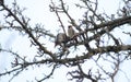 Spring, a pair of bombycilla whistle birds sit on the old branches of a dried pear tree Royalty Free Stock Photo