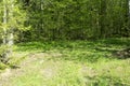 Spring panorama of a scenic forest of trees with fresh green lea Royalty Free Stock Photo