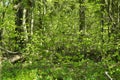 Spring panorama of a scenic forest of trees with fresh green lea Royalty Free Stock Photo