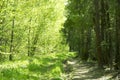 Spring panorama of a scenic forest of trees with fresh green leaves and the sun casting its rays of light through the foliage Royalty Free Stock Photo
