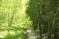 Spring panorama of a scenic forest of trees with fresh green leaves and the sun casting its rays of light through the foliage Royalty Free Stock Photo