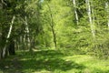 Spring panorama of a scenic forest of trees with fresh green leaves and the sun casting its rays of light through the foliage Royalty Free Stock Photo