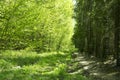 Spring panorama of a scenic forest of trees with fresh green leaves and the sun casting its rays of light through the foliage Royalty Free Stock Photo