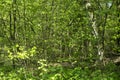 Spring panorama of a scenic forest of trees with fresh green lea Royalty Free Stock Photo