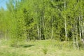 Spring panorama of a scenic forest of trees with fresh green lea Royalty Free Stock Photo