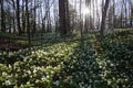 Spring panoramic landscape. Trillium line a forest trail as spring arrives at the Seaton Trail.
