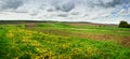 Spring shot with pieces of agricultural land and dandelion meadow