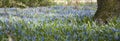 Spring panoramic view, thousands of bluebells