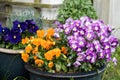 Spring pansies flowers, pot with colorful mixed viola tricolor floral background Royalty Free Stock Photo