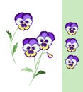 Spring Pansy Flowers. Wild Violet. Summer Colorful Heartsease. Vector Flower.