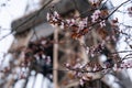 Spring in Paris. Bloomy cherry tree and the Eiffel Tower Royalty Free Stock Photo